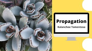 Propagation  Kalanchoe TomentosaPanda PlantComment bouturer le Kalanchoé [upl. by Figueroa]