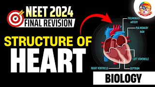 Structure of Heart  NEET Crash Course  NEET Zoology  NEET2024  srichaitanyagosala [upl. by Nawat]