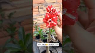 Rare red imported adenium variety plants online shopping plant🌻🌹🏵️ adenium plants flower garden [upl. by Bozuwa]