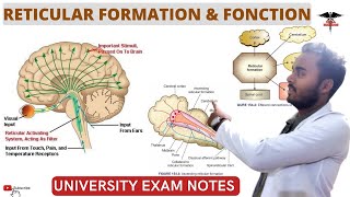 Reticular Formation  Functions of Reticular System CNS Physiology [upl. by Hcaz455]