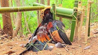 Using bamboo to create wild chicken trap work very well [upl. by Aniryt215]