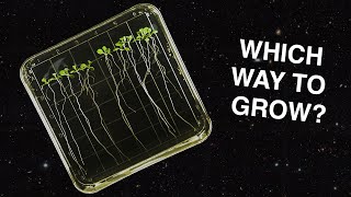 How Do Plants Grow in Space [upl. by Nester161]