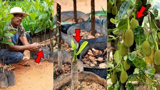 Super Early Hybrid Jackfruit Tree Grafting bud grafting Technique  All Season Jackfruit Plant [upl. by Nollaf499]