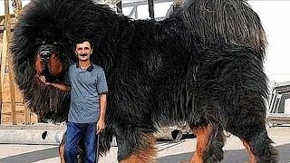 Top 10 BIGGEST Dog Breeds IN THE WORLD [upl. by Notxap483]