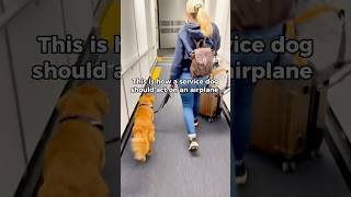 You shouldn’t even notice them 😉 servicedog airport doglover [upl. by Lirrehs]