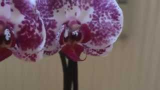 Update 1 Merawat Anggrek Phalaenopsis [upl. by Farr]