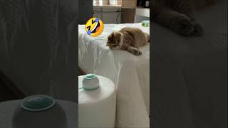 funny animal videoscat 2024funny cat videos 2024part 21shortscatfunnyusausacatscuteanimals [upl. by Aline]