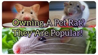 Playful amp Smart Affectionate Fancy Rats Are Popular Family Pets Right Now  Fun Cute Pets Bonding [upl. by Desai549]