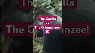 Gorillas vs Chimpanzees The Ultimate Showdown [upl. by Lancelle749]