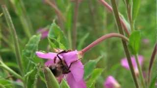 Abeilles butinant des fleurs dEpilobes Hirsutes [upl. by Bette-Ann]