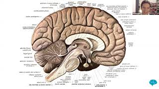 New Cognitive Science Group  10week course begins 7 August [upl. by Ahsienet]