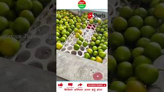 सुन्तला सानो ठूलो छुट्याउने मिसिन amazingfacts shorts mostpopular mostviral agriculture [upl. by Emirak]