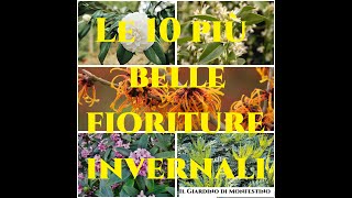 Le 10 più belle fioriture invernali Tutorial Giardinaggio nel Giardino di Monfestino Gardeners World [upl. by Ainerbas328]