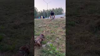 Pitbull vs Staffordshire питбультор pitbullдрессировкасобак [upl. by Terena]