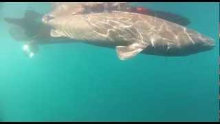 DANA Greenland Shark Cruise 2012 Trailer [upl. by Refiffej]