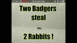 SHOT RABBITS GET STOLEN BY HUNGRY BADGERS  TWICE [upl. by Kissee]