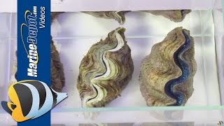 How to Care for Tridacna Clams in Your Saltwater Aquarium [upl. by Mogerly]