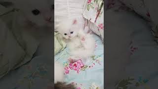 Fluffy Small White Persian Kitten kittens cats catsofinstagram cat kitten [upl. by Schaumberger893]