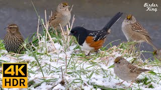 Cat TV for Cats to Watch 😺 Birds in the Snow Spectacular Chatty Squirrels 🐿 8 Hours 4K HDR [upl. by Alurd]