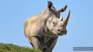 white rhinoceros sound effects [upl. by Yssor]