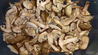 Dehydrate and grind into powder Honey Mushroom Armillaria mellea [upl. by Funch730]