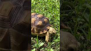 Los 3 diferentes tipos de tortugas 🐢 y sus características shorts tortugas [upl. by Mok668]