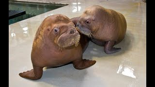 WEB EXTRA Baby Walruses Becoming Fast Friends At SeaWorld Orlando [upl. by Fritts]