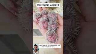 Hedgehog accident shorts germany kerala highlight subscribers [upl. by Enilesoj]