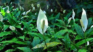 Peace Lily Spathiphyllum Wallisii [upl. by Reivazx]