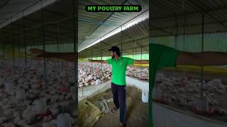 1000 Chicken Farm Cost chickenfarming chicken poultry [upl. by Aihcropal705]