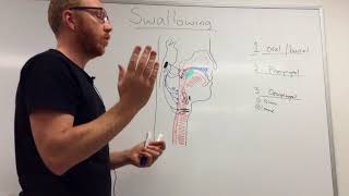 Swallowing Mechanism Three phases [upl. by Annawad984]