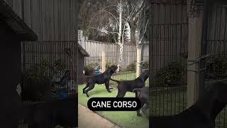 Cane Corso you got to know what you doing shorts dog [upl. by Calica145]