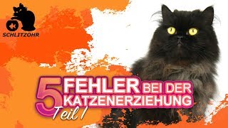 🔥5 Fehler in der Katzenerziehung  Tipps zur Erziehung von Katzen  Katze erziehen  Teil 1 [upl. by Shedd]