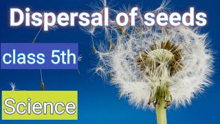 Dispersal of Seedsclass5ScienceAgents of Dispersal [upl. by Viridis]