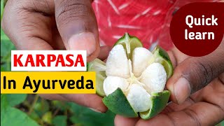 Karpasa in Ayurveda  cotton plant  gossypium herbaceum gossypium indicum [upl. by Anerok591]