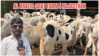 AL KHALIQ GOAT FARM  SOJAT  KOTA MIX BREED  RAJASTHAN  PIPAR [upl. by Estus]