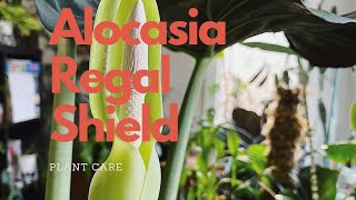 Alocasia Regal Shield Elephant Ear  Indoor Plant Care [upl. by Etnahs]