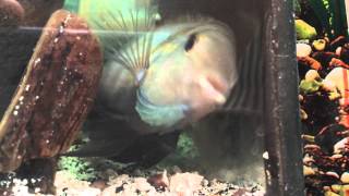 Male Convict Cichlid trying to kill female to save fry [upl. by Favianus248]