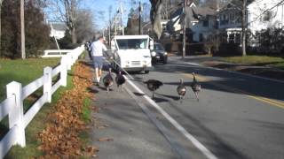 Turkeys Attack Falmouth mailman quotEvery dayquot [upl. by Nylannej]