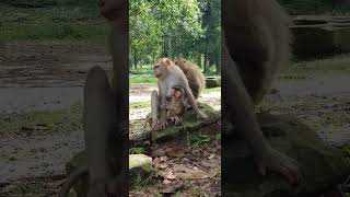 delightful baby macaques Nature Macaques macaque cute babymonkey animals babymonky babyprimate [upl. by Rosalyn931]