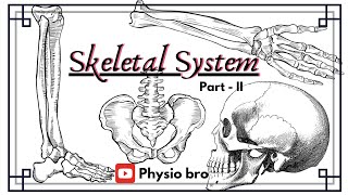 Skeletal system Part  II [upl. by Dazhehs353]