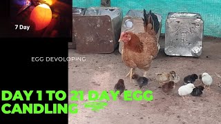 Egg candling day 1 to 21 [upl. by Netsreik690]