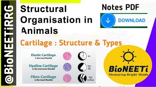 Specialised Connective Tissue 4  Cartilage Structural Organisation In Animals NEET Biology NCERT [upl. by Hyrup]