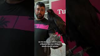 🐦 El adiestrador de cuervos [upl. by Wanfried]