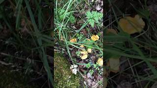 CHANTERELLE MUSHROOMS mushroom chanterelles nature find explore best woodland [upl. by Areta]