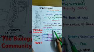 VERTEBRAL COLUMN axialskeletonclass11Skeletalsystemneet2025cbseshortsythumanphysiologyneet [upl. by Bianka]