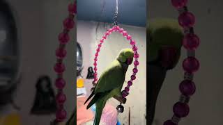 talkingbird talkingparrot greenbird parrot birds cute fy fyp reel reels lol pets animal [upl. by Deloria846]