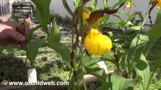 OrchidWeb  Cypripedium parviflorum var pubescens [upl. by Ernest]