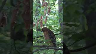 Hawk Amidst the Green birds nature wildlife hawk [upl. by Haven]