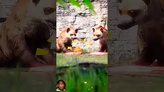 story animation animals cartoon funny woodwarkingartskill [upl. by Devland]